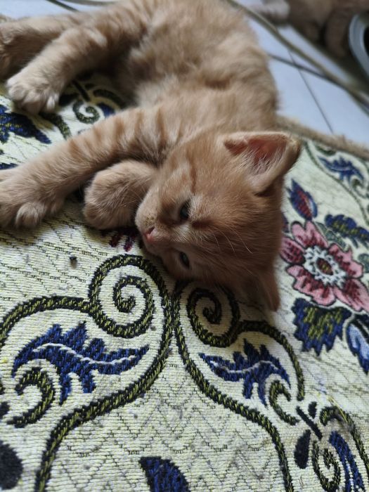 Отдам маленьких котят