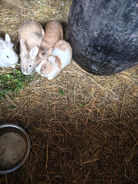 Vând iepuri uriaș german