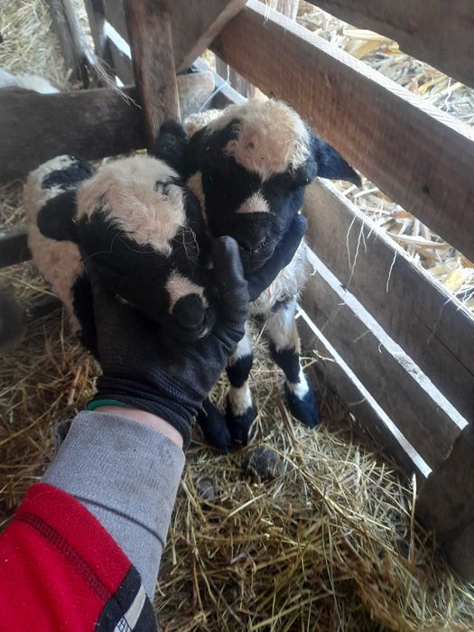 De vanzare 5 oi cu miei