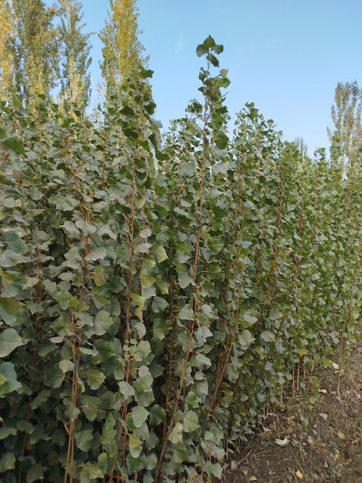 Oʻzbekiston terak koʻchatlar