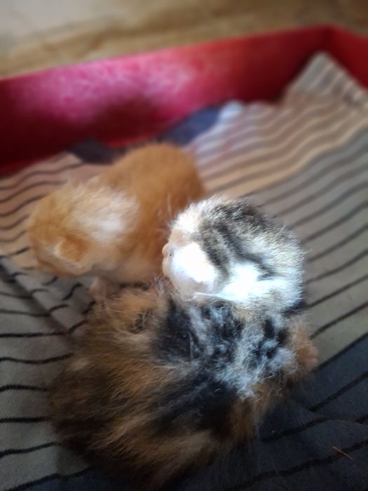 Бронь! Отдам хорошеньких, чистых котят в надёжное руки.