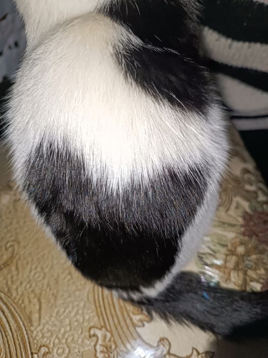 ОЧЕНЬ ласковая кошечка!