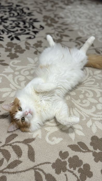 Отдам кота в добрые руки