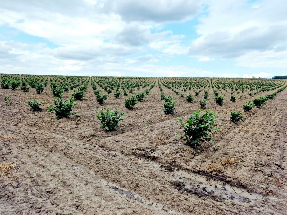 Proiectare si infiintare plantatii  la cheie