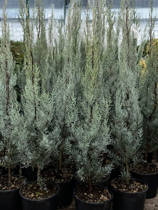 Аризонский кипарис 1 -1,20 m