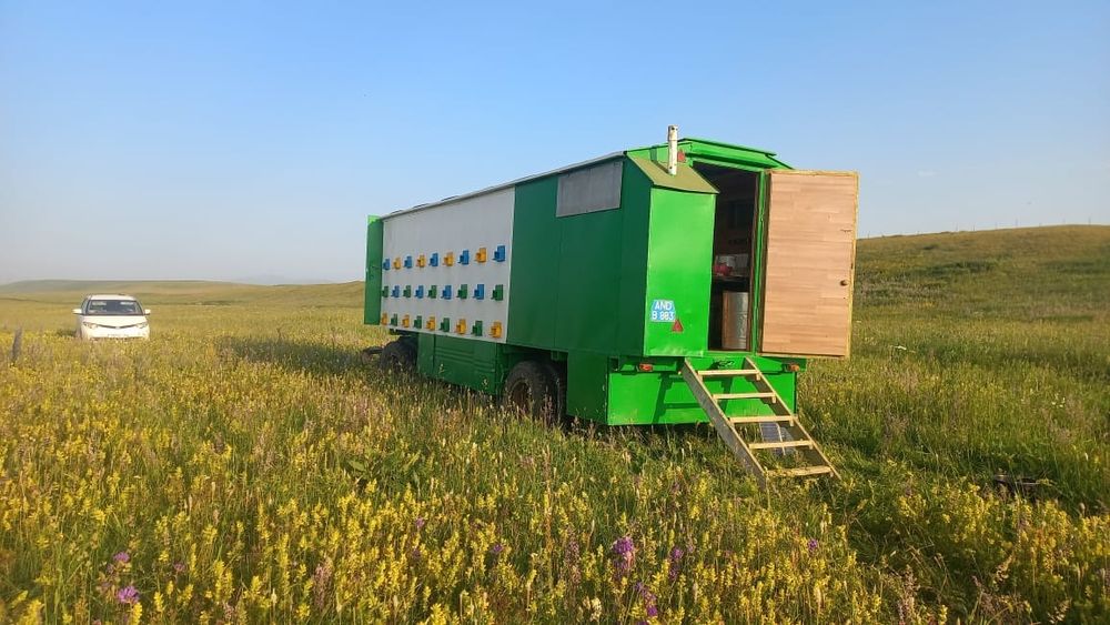 Пасика пчелоповелион