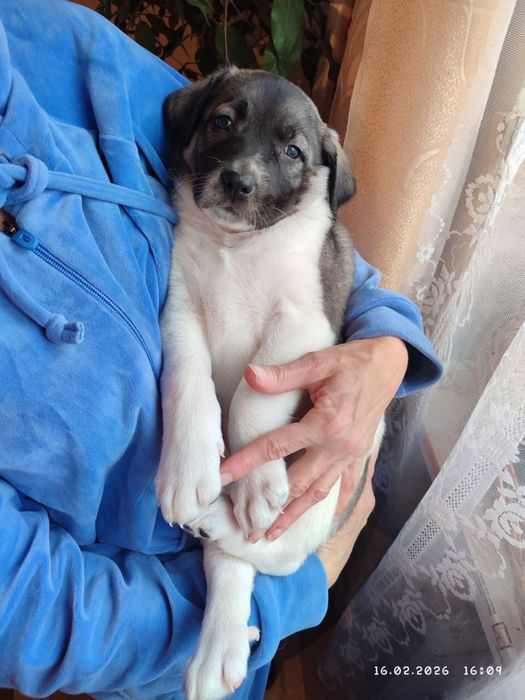 Щенки в добрые руки