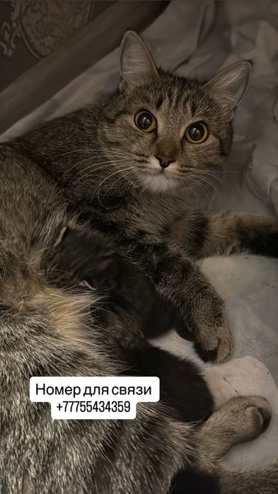 Котята бесплатно