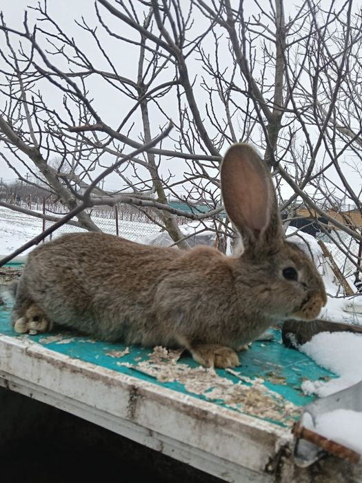 Iepuri Uriasi Germani și Uriași de Transilvania
