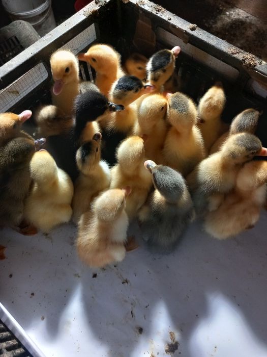 Vand boboci de rata gasca și pui de gaina