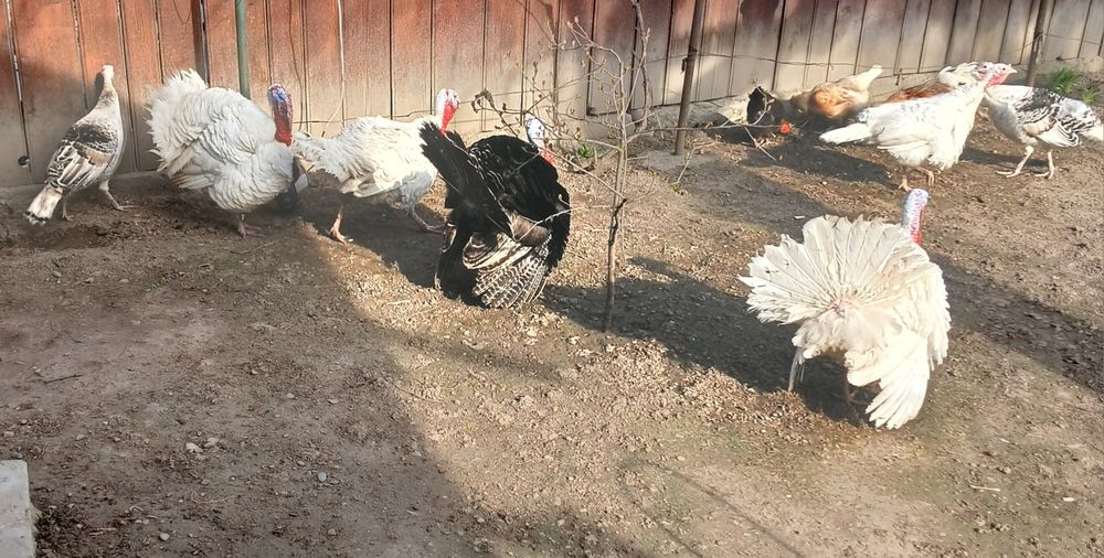 Vând curci,cocoși,curcani