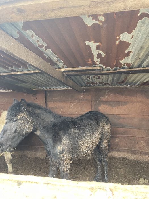 Откорм жылкы сатылады