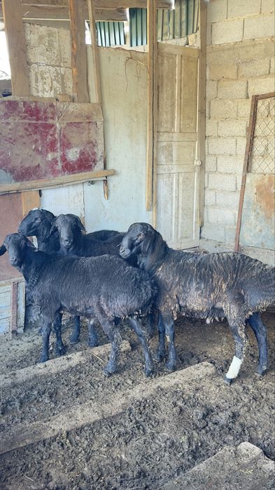 Қошқарлар сатылады. Бараны на продажу.