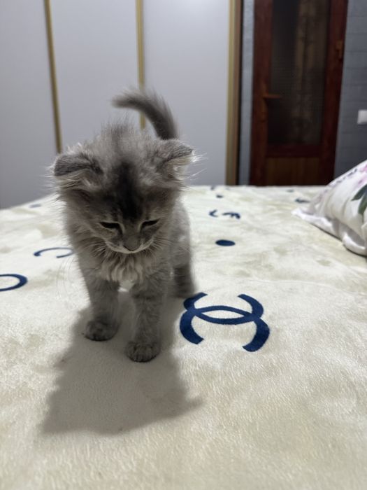 3 oylik skotch fold qiz bola