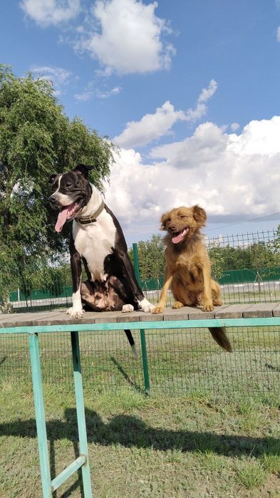 Добрый Руки щенок