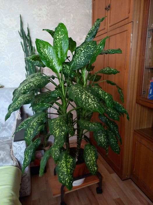 Цветы  комнатные