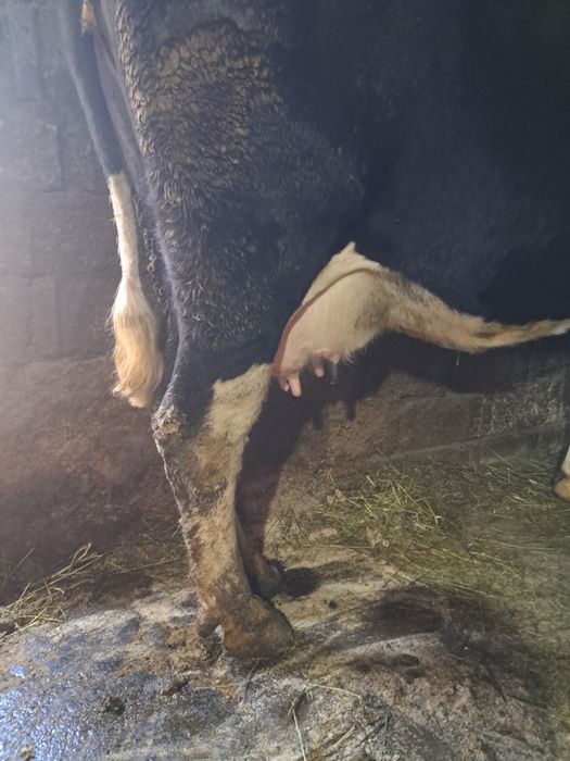 De vânzare vaca gestație de 4 luni