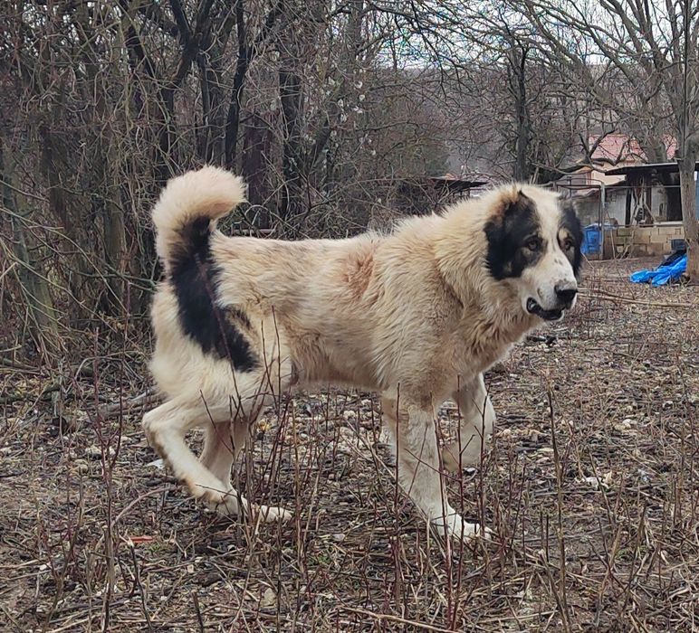 Сао, Алабай, Средноазиатска овчарка