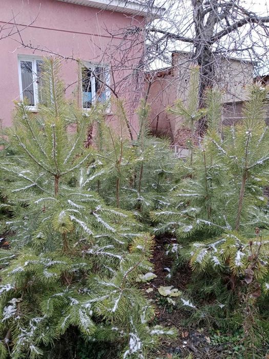 Саженцы сосна 2м  с комом