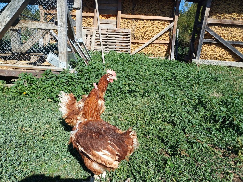 Gaini ouătoare  vârsta  1 an