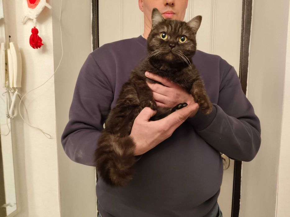 Котенок, девочка - 6 месяцев.