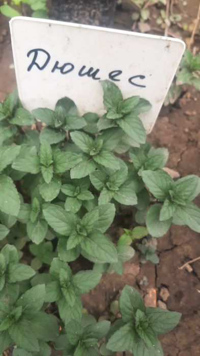 Мята с разными ароматами.