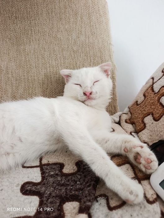 Котенок в добрые руки