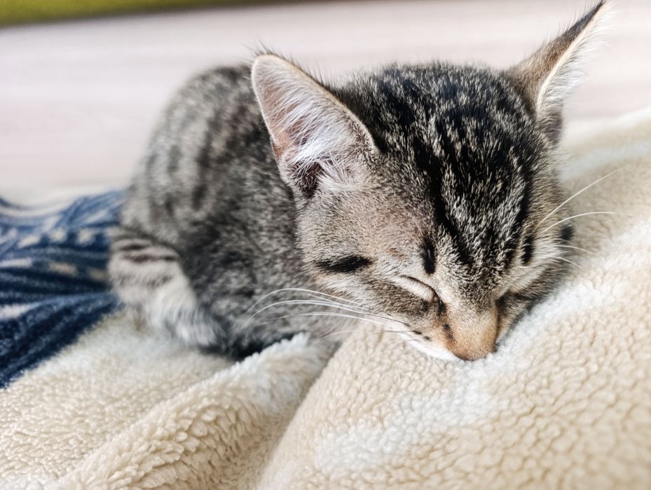 Отдам котенка  девочку