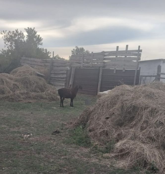 Продам трех баран
