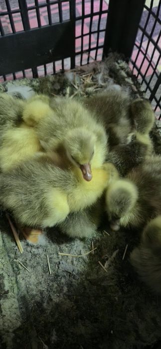 Boboci de gasca romanesca 25 de lei