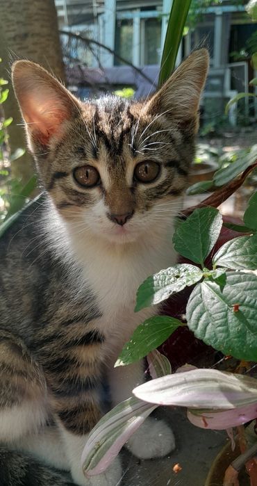 Отдам в добрые руки