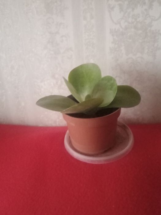 Алоэ . Суккулент .