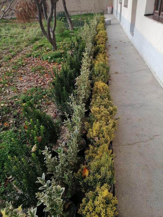 Брисклит 80000 сум