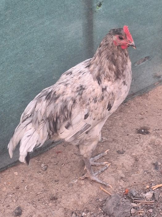 De vânzare cocoși  australorp.
