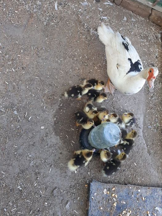 Продаётся индоутка и 15 утятами