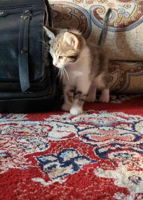 o'rgatilgan mushukcha