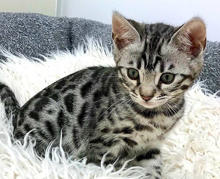 Серебристые Бенгалы! Редкость - КРАСОТА