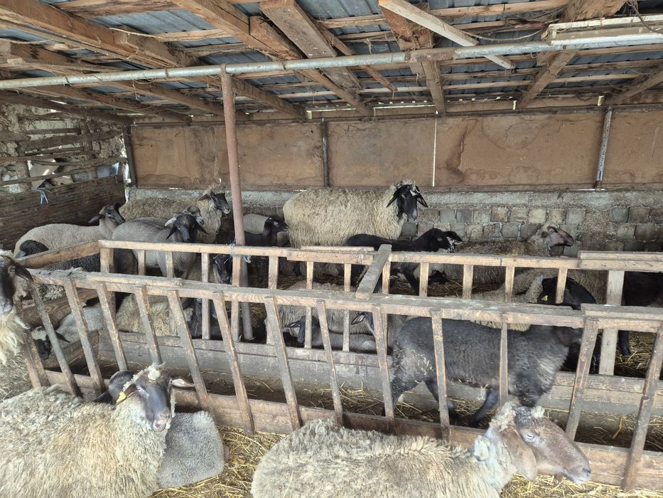 Vand miei de Paste 23lei/40lei