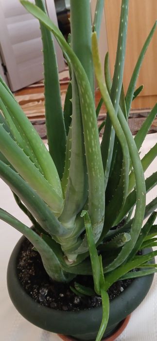 Aloe Vera Barbadensis 7 ani terapeutic , ghiveci mare