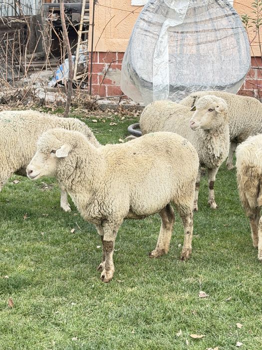 Бараны қой сатылады