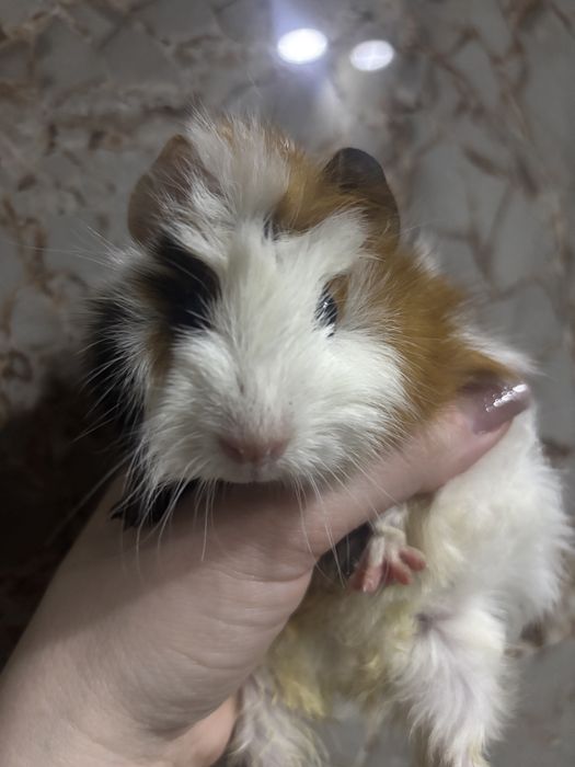 Porcusori de guineea