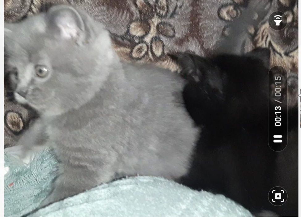 Котята шотландцы