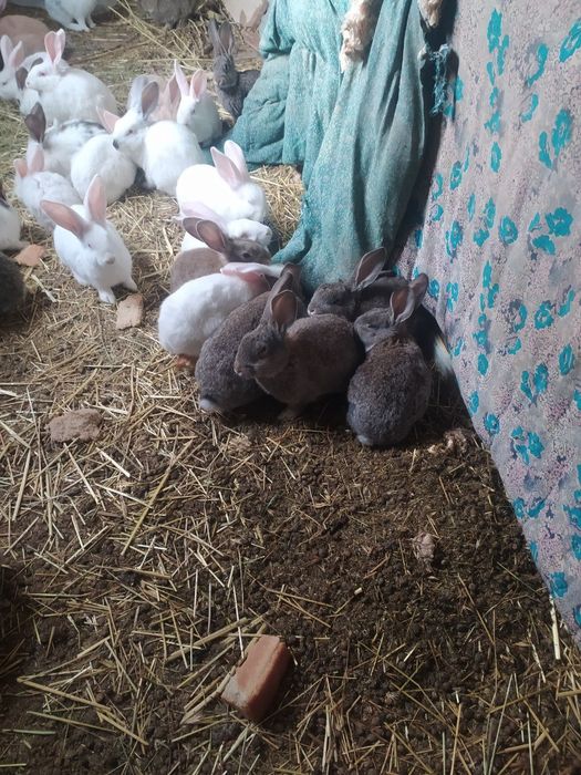 Продаются кролики