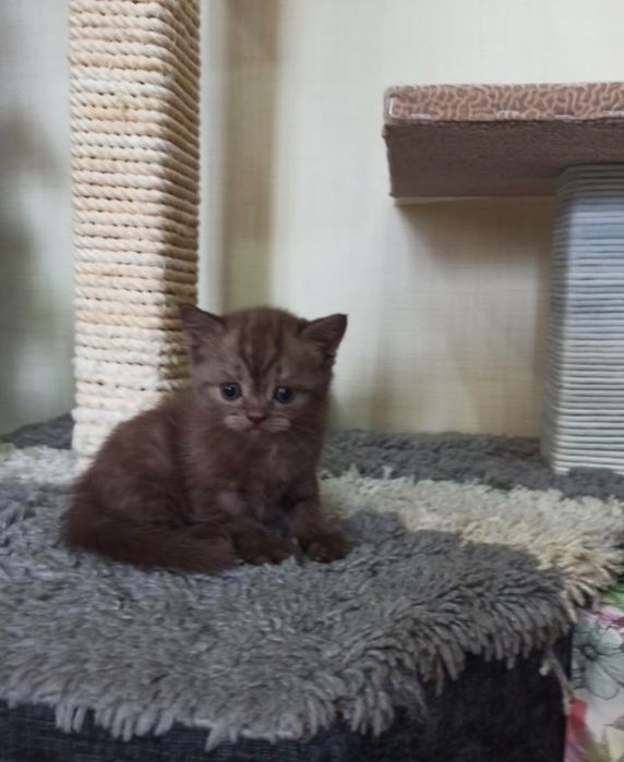 Котята скотишь фолд
