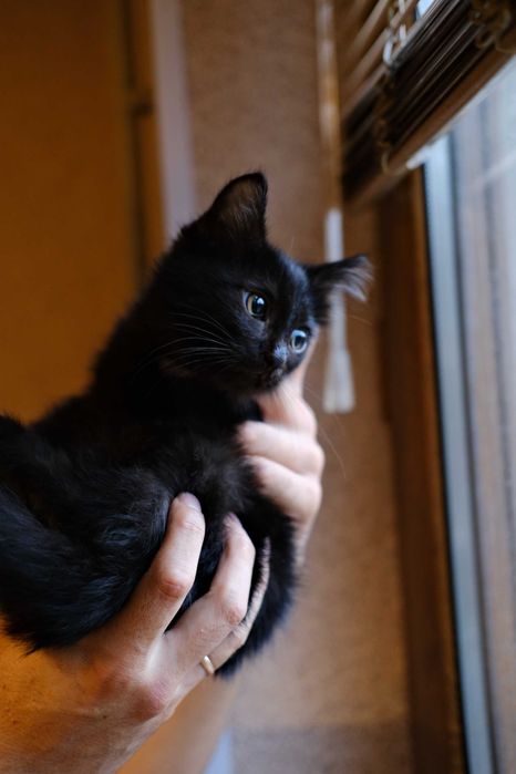Котенок в добрые руки