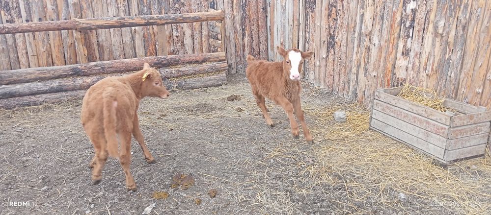 Продам телят.        .