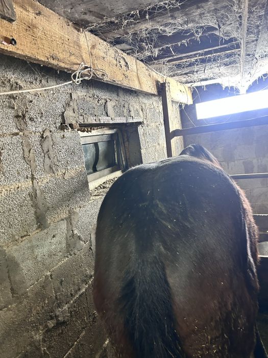 Жылқы (айғыр) сатылады