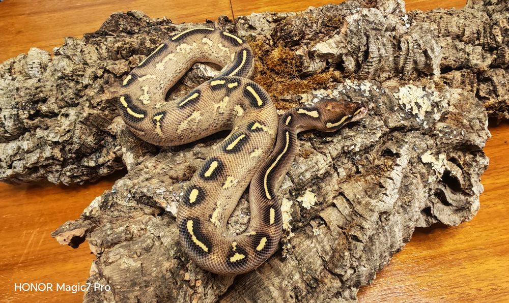 Кралски питони (Python Regius)