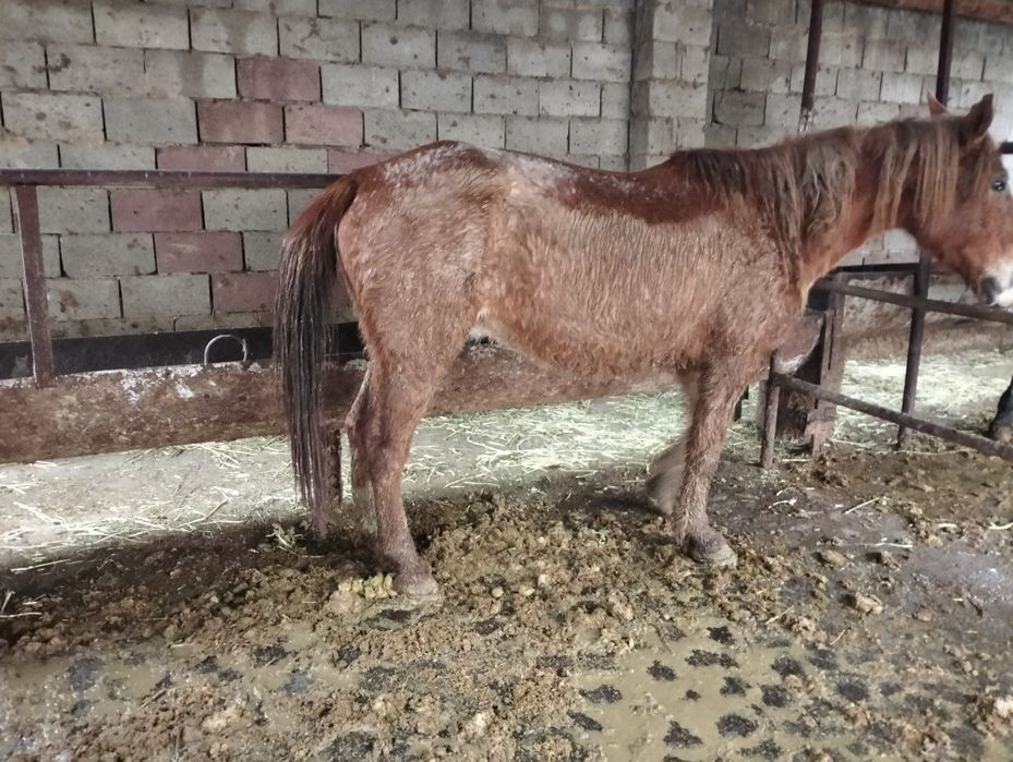 Буаз биелер сатылады