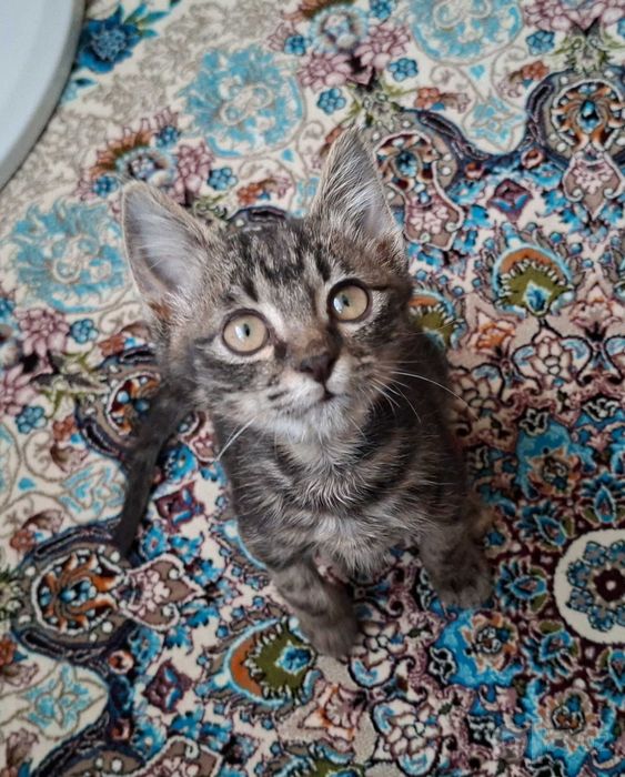 Котёнок в добрые руки